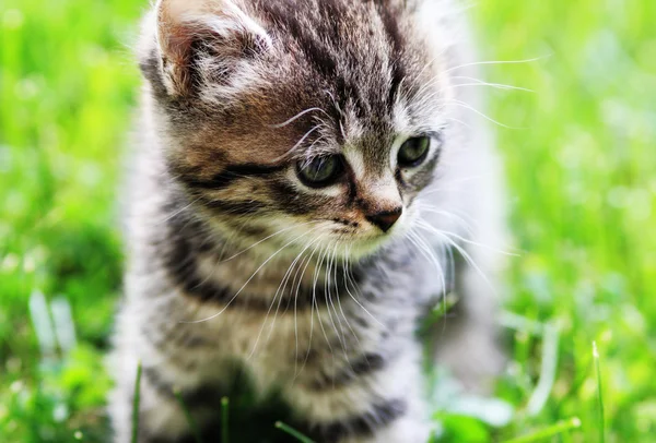 Retrato de gato — Fotografia de Stock