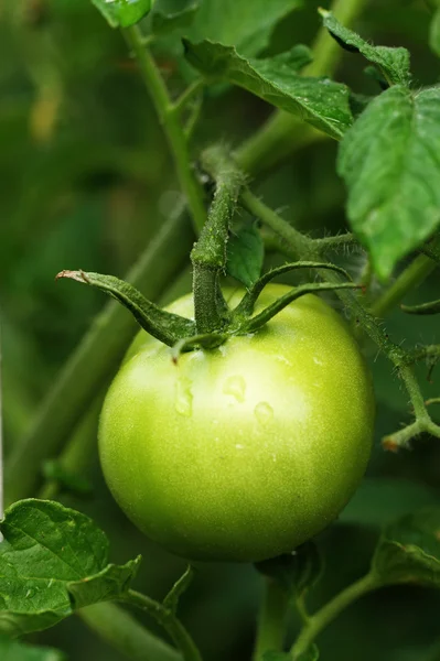 Tomat fältet — Stockfoto