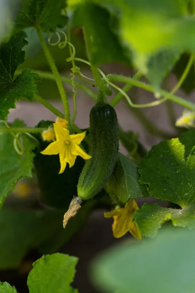 Cucumber flower — Stock Photo, Image