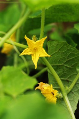 Salatalık çiçeği