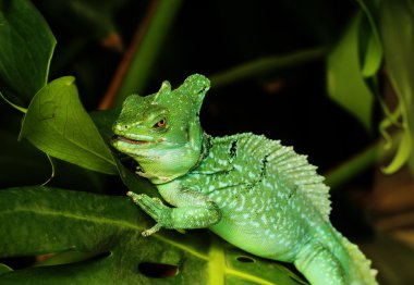 Yeşil basilisk kertenkele yakın çekim
