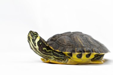 Trachemys scripta scripta