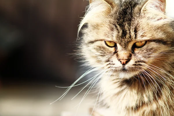 Gato en tronco — Foto de Stock