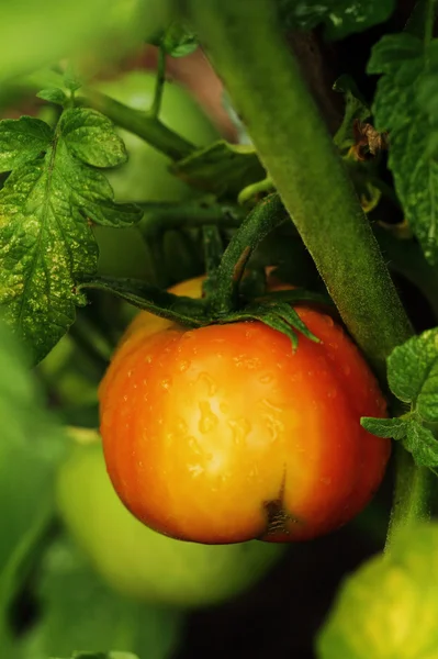 Pole pomidor — Zdjęcie stockowe