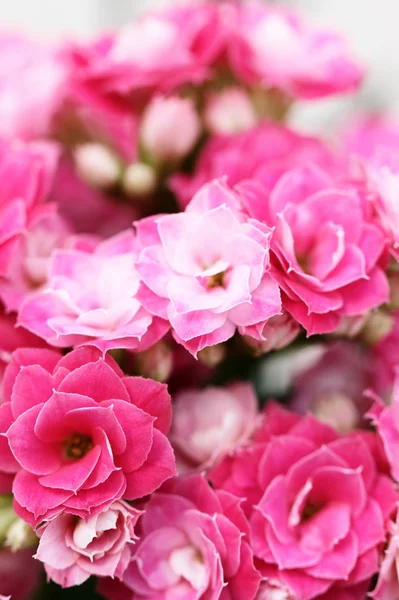 Kalanchoe flower blossoms — Stock Photo, Image