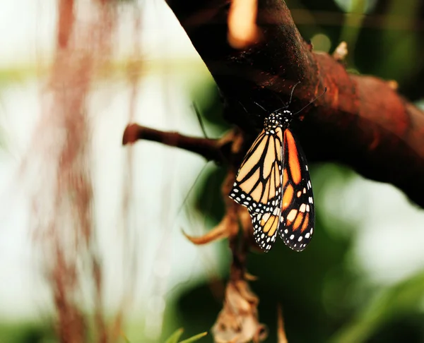 Monarchfalter — Stockfoto