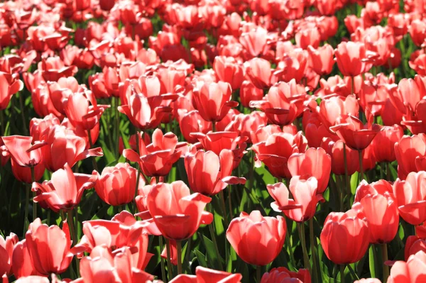 Red tulip — Stock Photo, Image