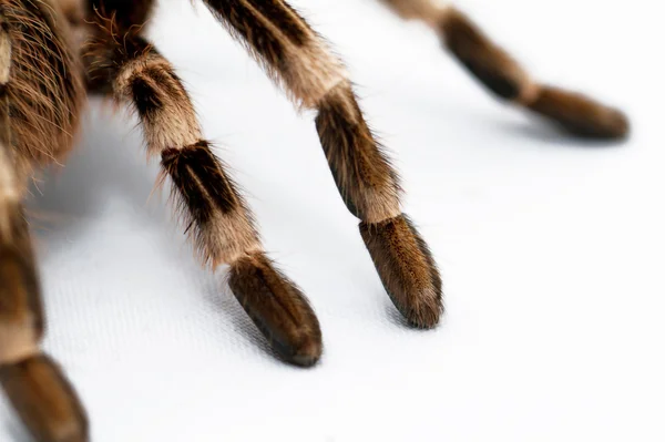 Beautiful spider (detail) — Stock Photo, Image