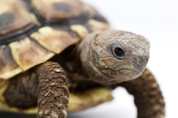 Young turtle on a white background — Stock Photo, Image