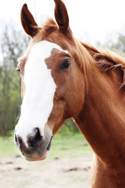 Brown horse — Stock Photo, Image