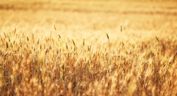 Campi di grano — Foto Stock