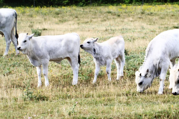 Gray cattle — Stock Photo, Image