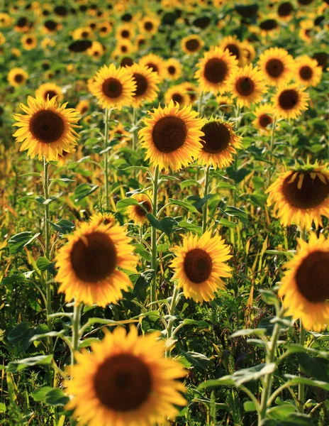 Campo de girasoles — Foto de Stock