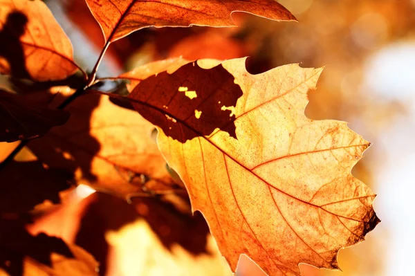 Hojas de otoño colorido — Foto de Stock