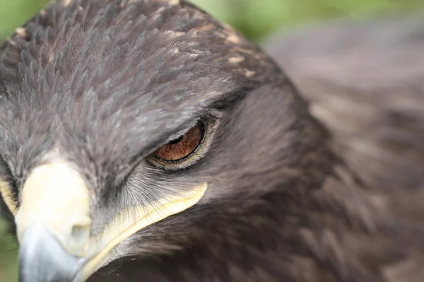 Águila estepa — Foto de Stock