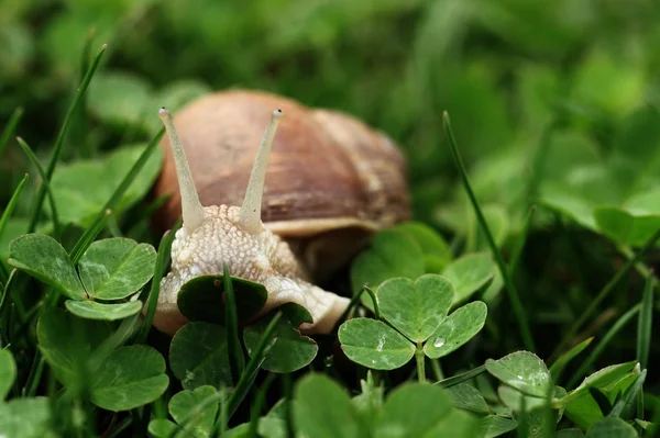 Caracol. Helix pomatia . — Foto de Stock