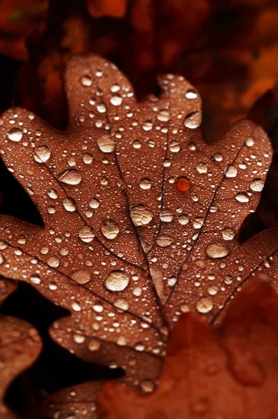 Падшие листья, покрытые каплями дождя — стоковое фото
