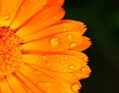 Calendula officinalis (kadife çiçeği)