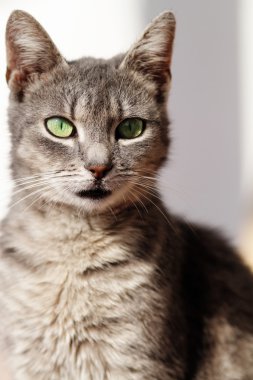 Evde kedi