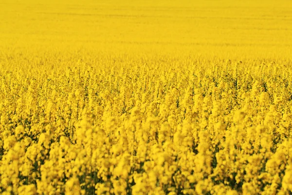 Rapsfält — Stockfoto