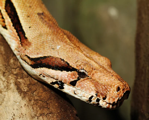 Acrantophis Dumerilův — Stock fotografie