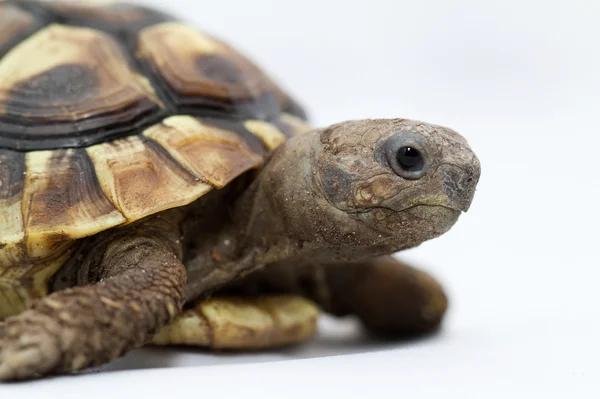 Unga sköldpadda på vit bakgrund — Stockfoto