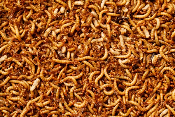 Mealworms — Stock Photo, Image