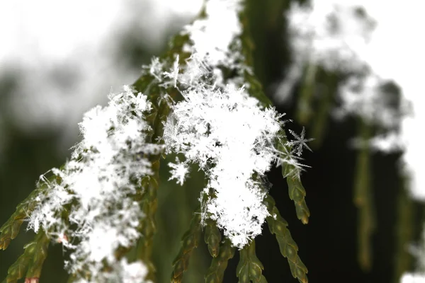 Neve su rami di abete, macro — Foto Stock