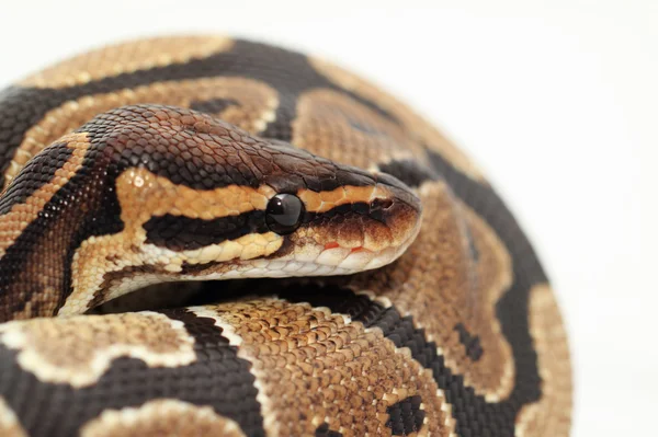 Míč python zblízka — Stock fotografie