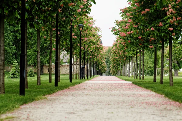 Chestnut tree along the pathway — Stock Photo, Image