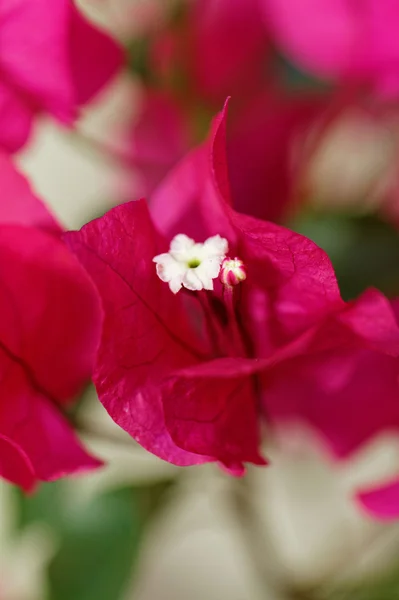 Bougainville çiçekler — Stok fotoğraf