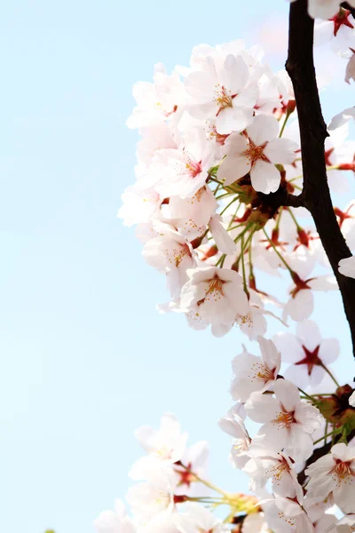 Cherry blossom against — Stock Photo, Image