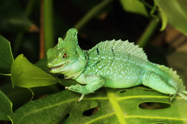 Basiliskus plumifrons – stockfoto