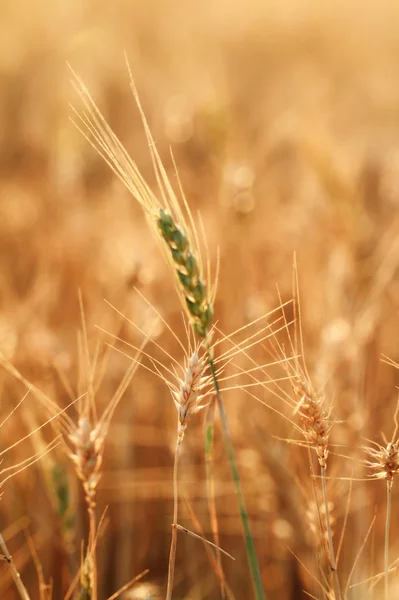 Weizenfelder — Stockfoto