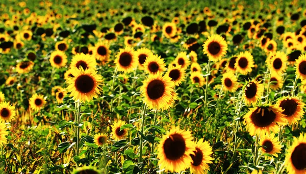 Campo de girasol — Foto de Stock