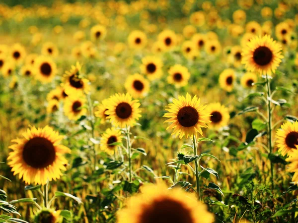 Campo de girasoles — Foto de Stock