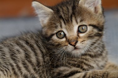 Tabby yavru kedi