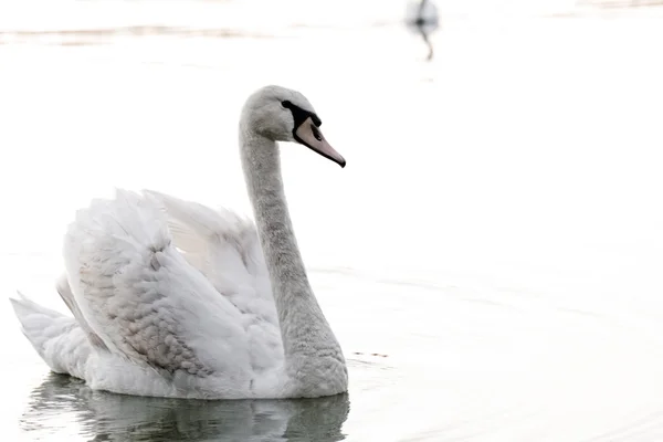 Osamělá labuť — Stock fotografie