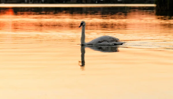 Cisne solitario — Foto de Stock