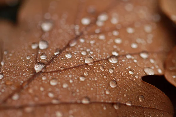 Hojas caídas cubiertas con gotas de lluvia — Foto de Stock