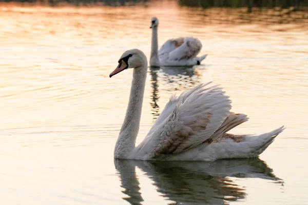 Cisne solitario — Foto de Stock