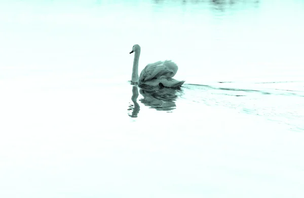 Lonely swan — Stock Photo, Image