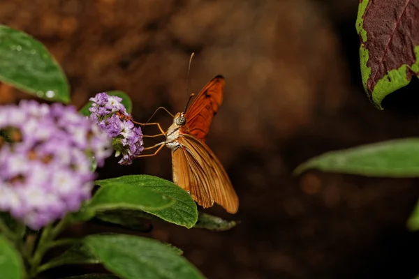 Orange butterfly — Stock Photo, Image