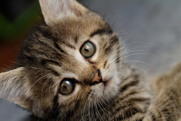 Tabby yavru kedi — Stok fotoğraf