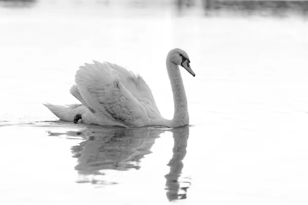 Cisne solitário — Fotografia de Stock