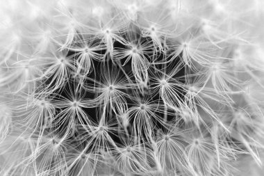 karahindiba arka plan.