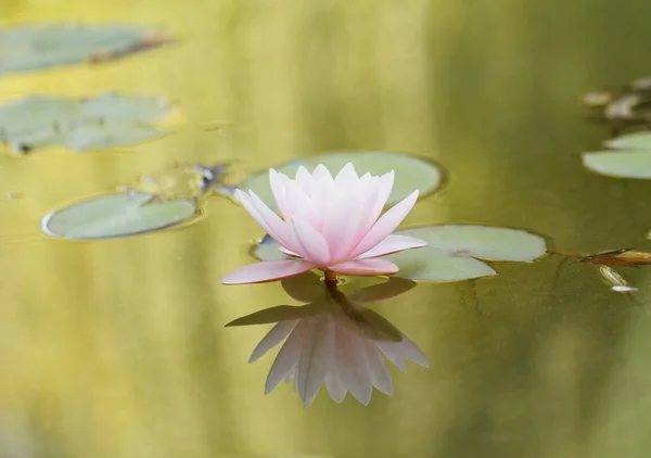 Pink water lily — Stock Photo, Image