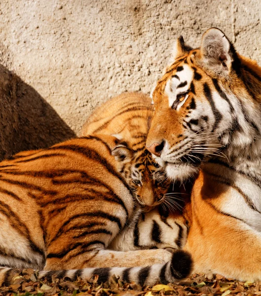 Tiger mum — Stock Photo, Image