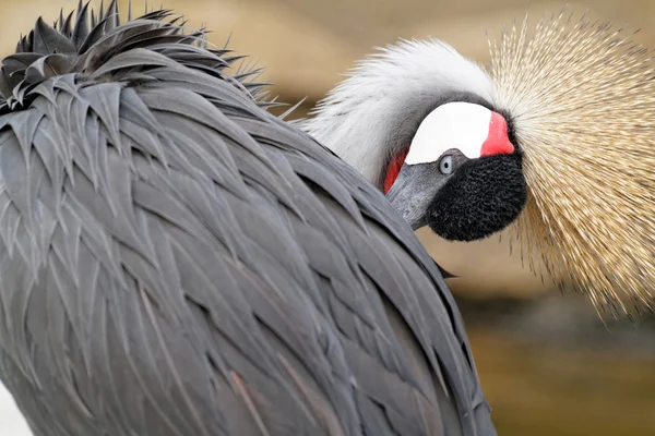 Oiseau à crête — Photo