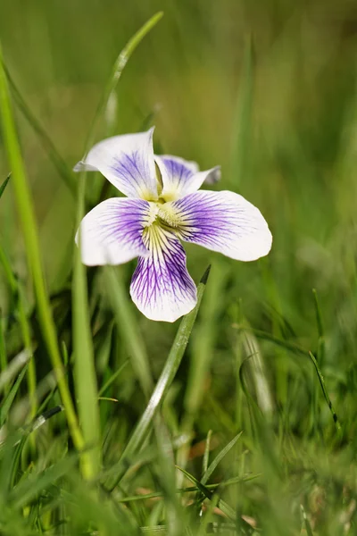 Kleurrijke bloem — Stockfoto